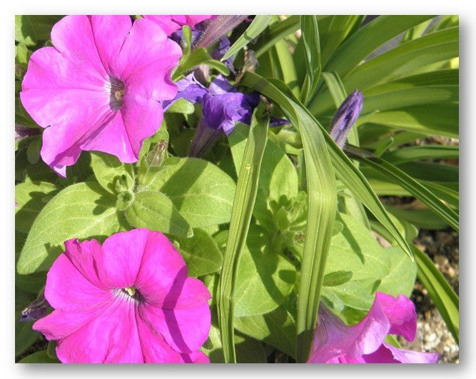 Petunia Photo Note Card