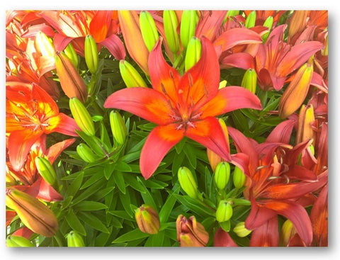 Orange Lilly Note Card